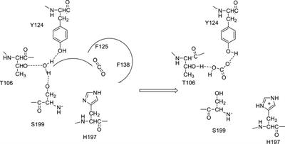Carbonic anhydrase versatility: from pH regulation to CO2 sensing and metabolism